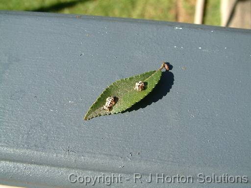 ladybird larvae 